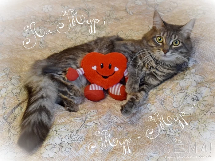 La Mour Mur Mour - My, cat, The 14th of February, Valentine's Day, Love, Longpost
