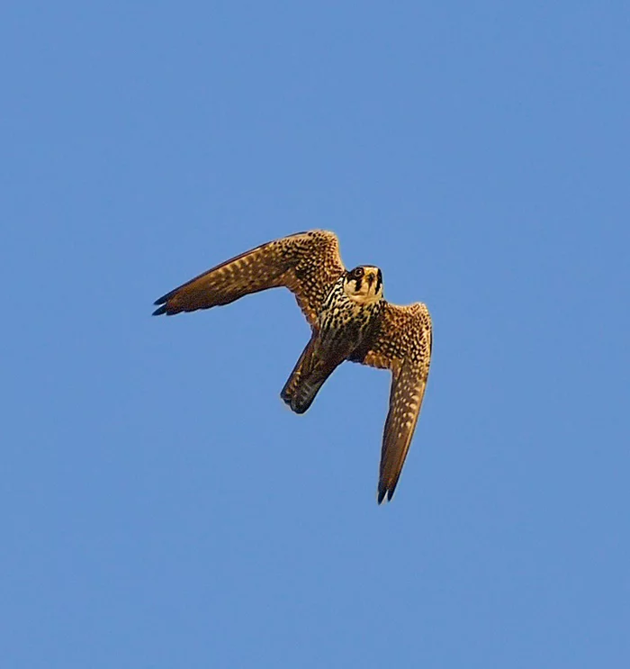 Hobby - My, Birds, Ornithology, Schelkovo, Nature, Photo hunting, Falcon, Hobby, Moscow region, Video, Longpost