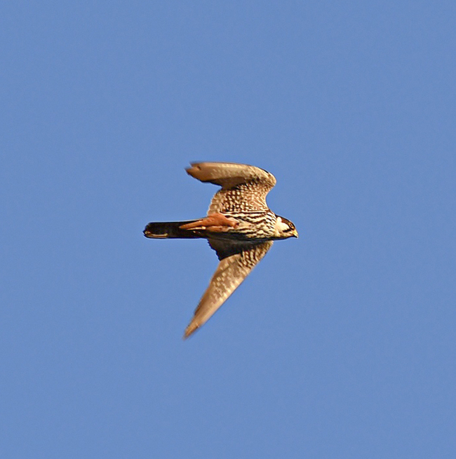 Hobby - My, Birds, Ornithology, Schelkovo, Nature, Photo hunting, Falcon, Hobby, Moscow region, Video, Longpost