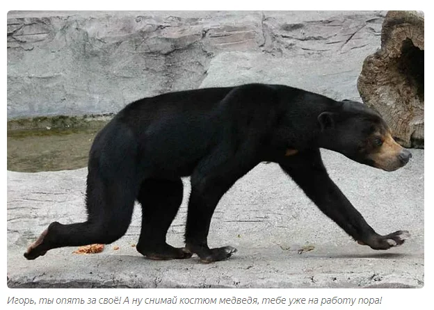 Biruang: The Peak of the Fall of Chinese Traditional Medicine - Animals, Malayan bear, The Bears, Informative, Animal book, Yandex Zen, Longpost