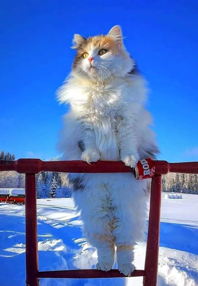 Gorgeous - cat, Winter, Snow, British Longhair