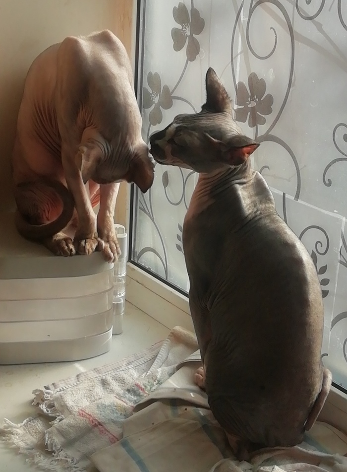 Нежданное пополнение Кот, Сфинкс, Длиннопост