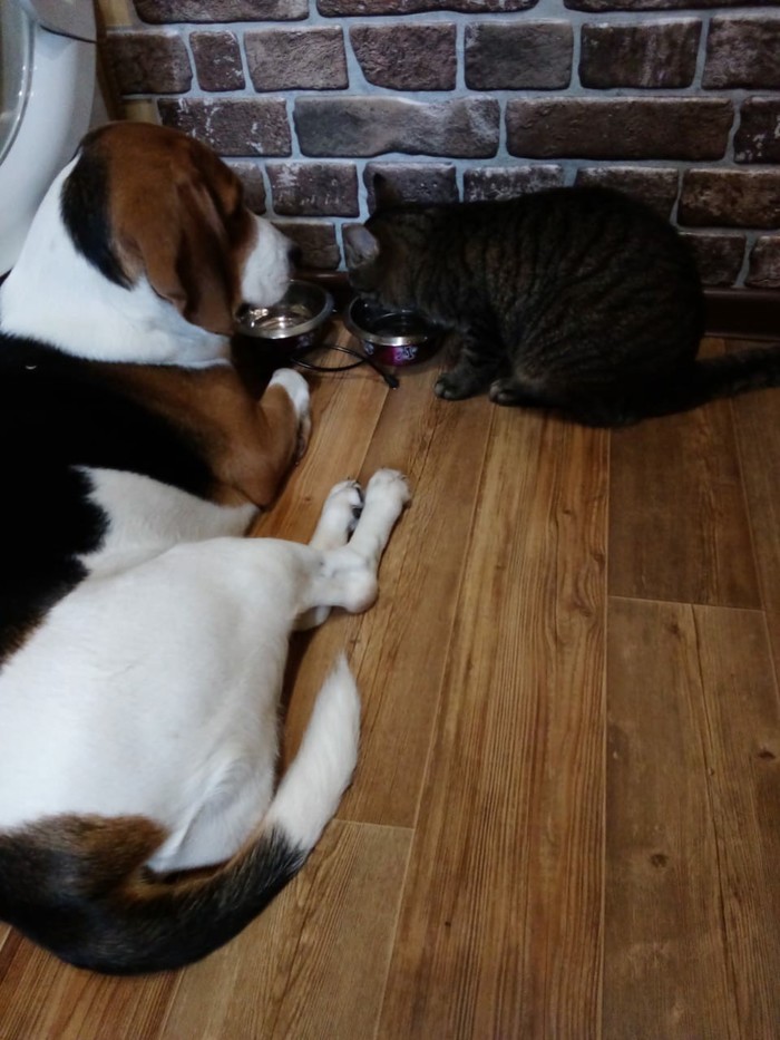 Сразу видно кто босс!)