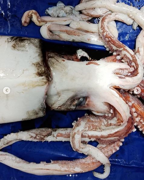 A four-meter squid caught in a net near New Zealand - Squid, Sea, Longpost