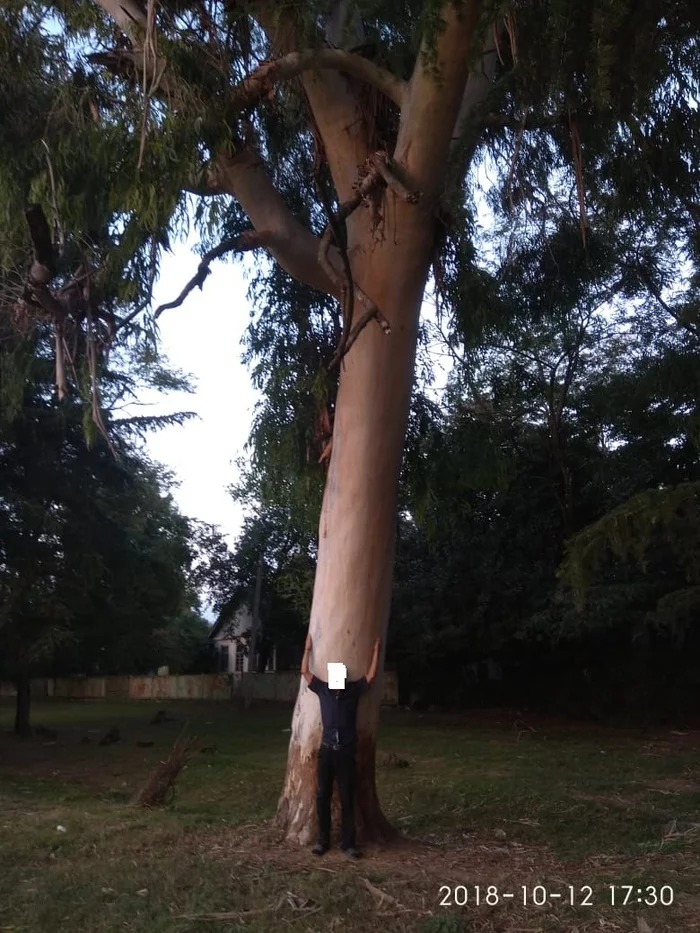 Abkhazia.eucalyptus - My, Tree, Long-liver