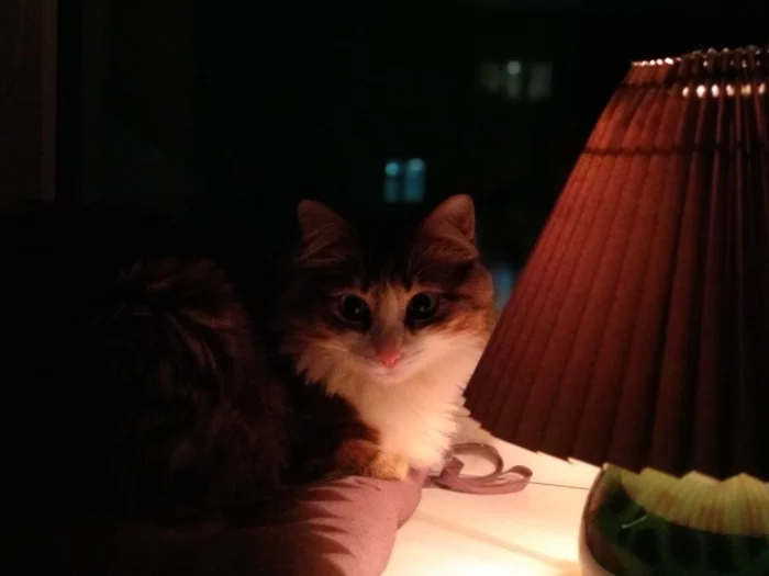 Cat with a lamp - My, cat, Catomafia, Cat with lamp