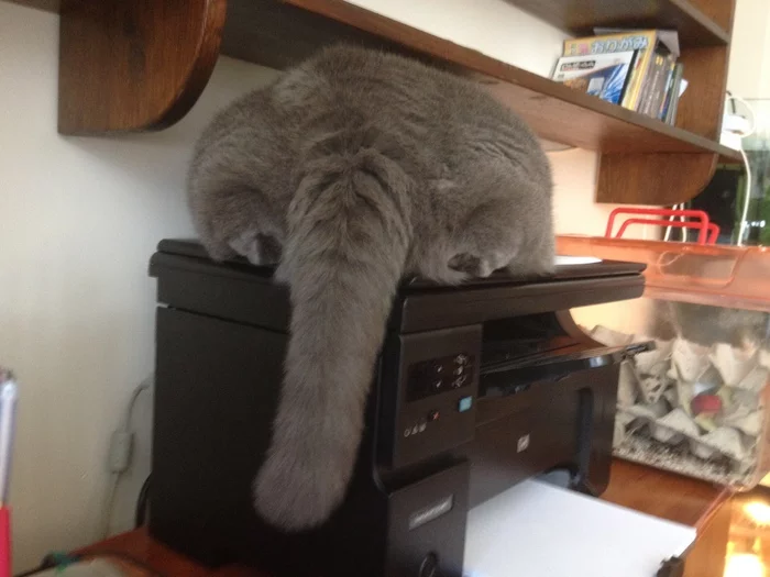 Elephant - Pets, The photo, Fullness, cat, My