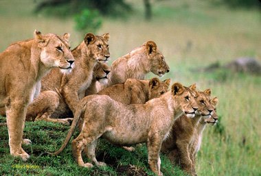 Killer Lions. - Man-Eating Animals, Africa, Pride, Tanzania, Witch