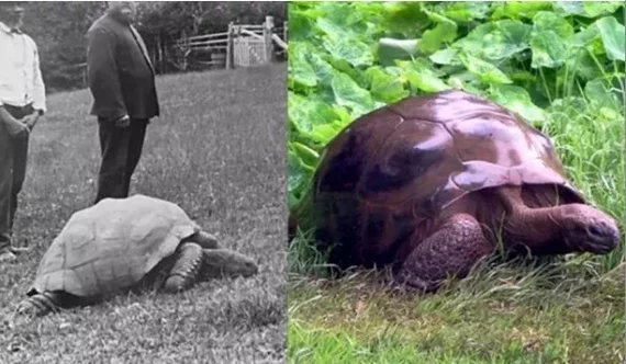 Presumably the same turtle was photographed in 1886 and 2014 - Reddit, Turtle, Animals, It Was-It Was, Long-liver