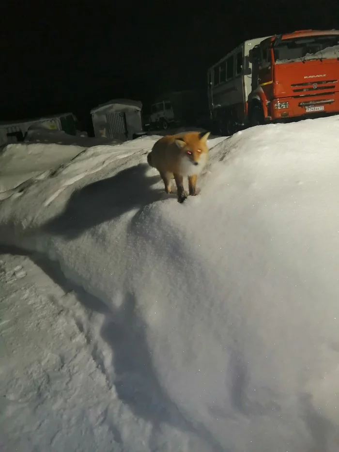 Furry guests - My, Fox, Arctic fox, Winter road, Watch, Longpost