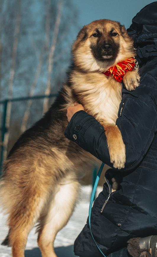 Fluffy cloud puppy in good hands - My, Dog, Longpost, No rating, Moscow, Moscow region, In good hands