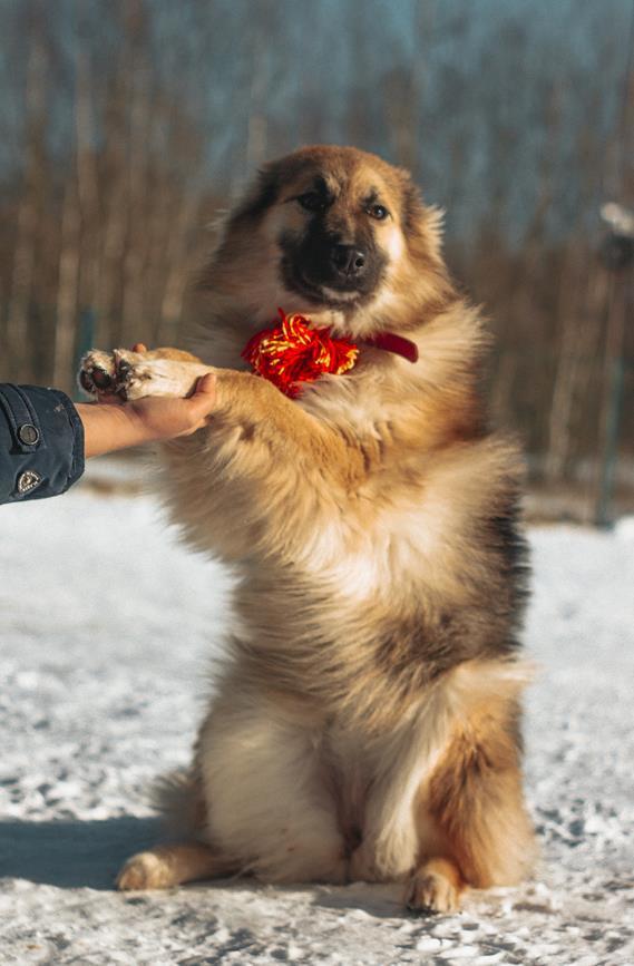 Fluffy cloud puppy in good hands - My, Dog, Longpost, No rating, Moscow, Moscow region, In good hands