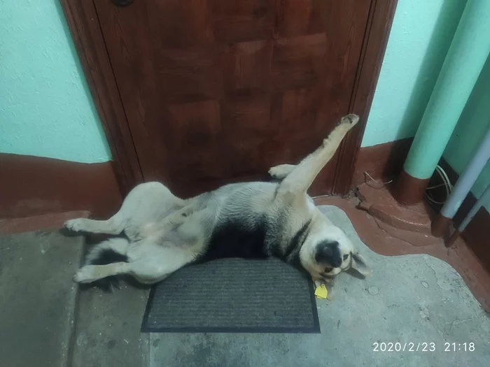 Neighbor got drunk on holiday - My, Dog, Entrance