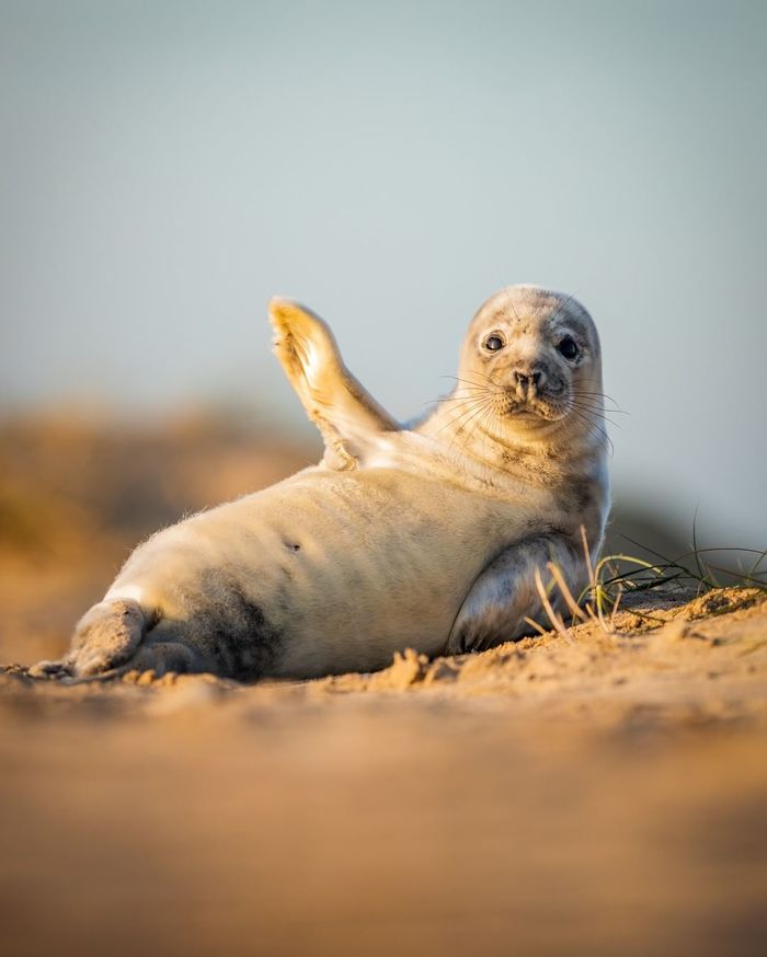 Post #7247765 - Seal, Fur seal, Greetings, Beach, Nature