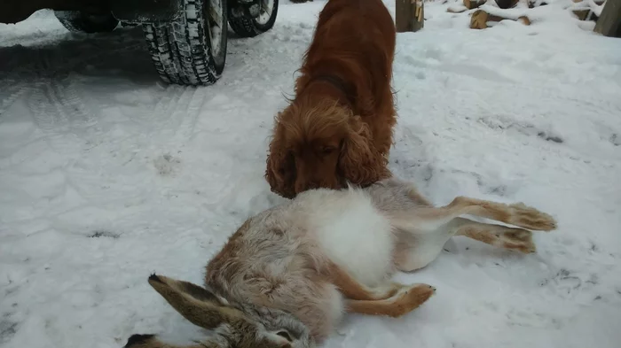 In response to the post on how to fall in love with a cat or neighbors who are hunters - My, Hare, Dog
