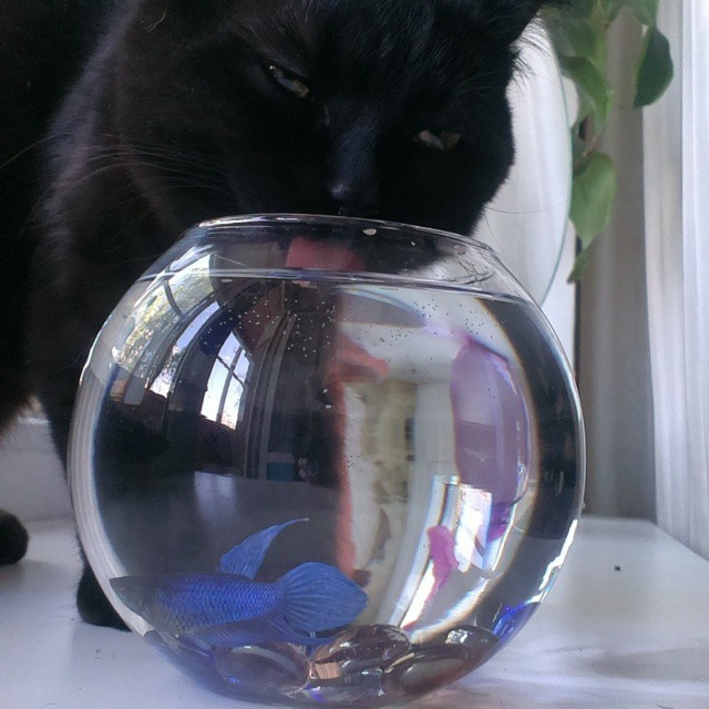 Sushnyak - My, Black cat, cat, Aquarium, Aquarium fish