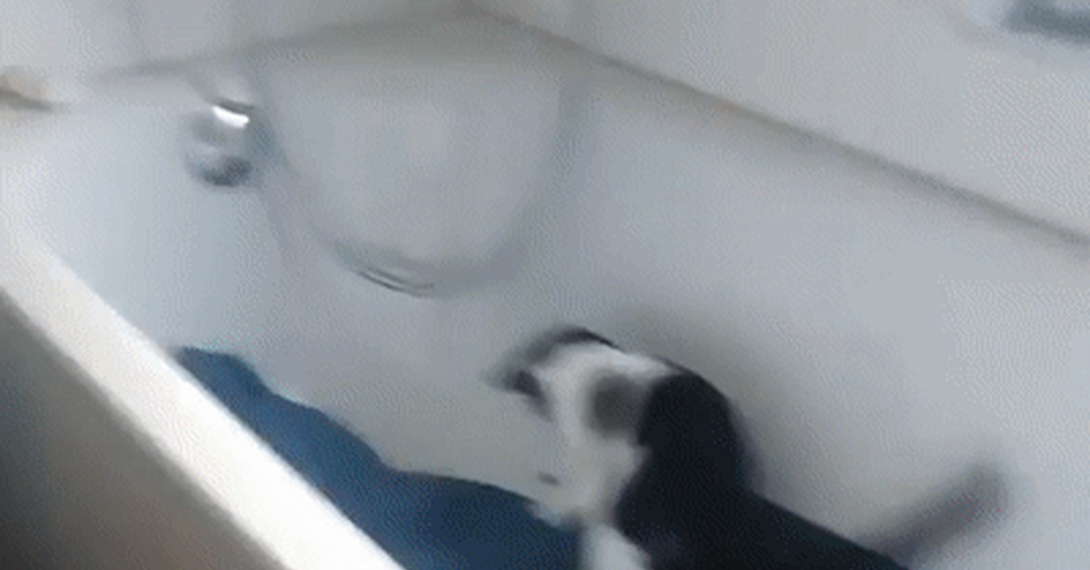 And to the house - GIF, cat, Toilet