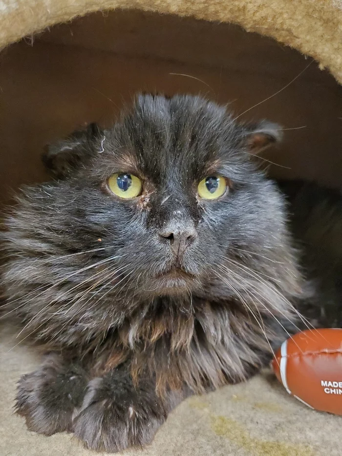 The look is stern, but the heart is tender - My, cat, Animal shelter, Canada, Calgary, Catomafia, Video, Longpost