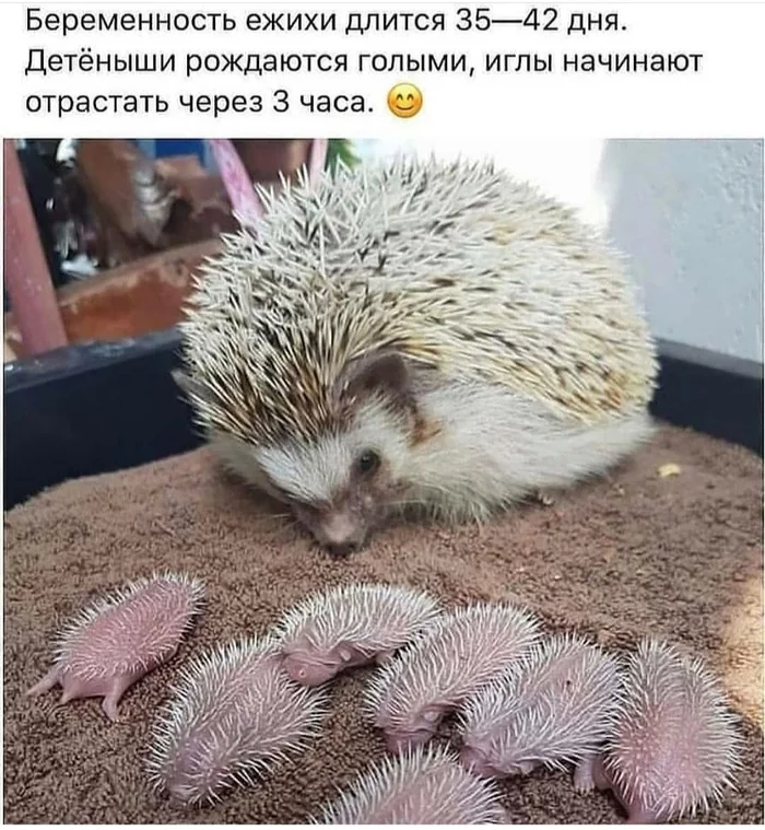 Hedgehogs - Reproduction, Mammals, Hedgehog, Screenshot