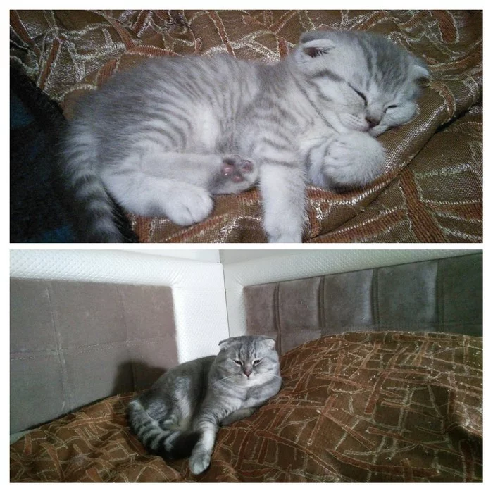 Two years difference - My, cat, Changes, Catomafia, It Was-It Was