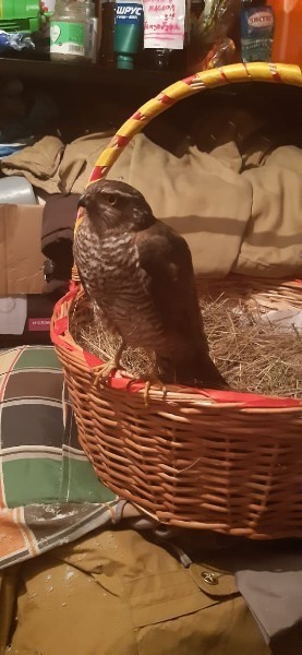 Hawk stuck in pigeon rescued from dogs - Podolsk, Klimovsk, Hawk, Birds, Predator birds, Pigeon, Volunteering, Video, Longpost