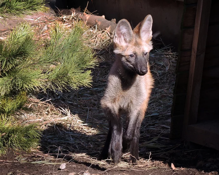 A rare addition to the Moscow Zoo - maned wolf cubs were born - My, Zoo, Animals, Wolf, Moscow Zoo, Maned Wolf, Biology, Young, Video, Longpost