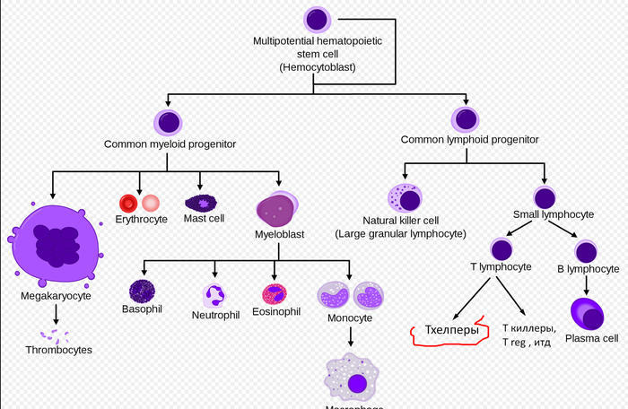 Ох уж этот логичный иммунитет: о хождении в раскрытом виде и без шапки, антибиотиках и простуде