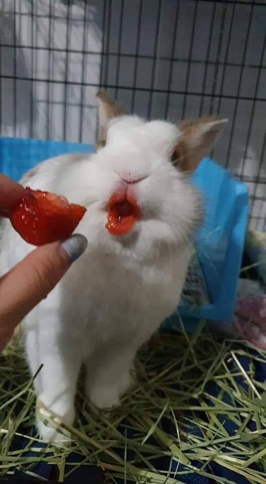 Lips as scarlet as poppies - Rabbit, Strawberry (plant), Feeding, Milota