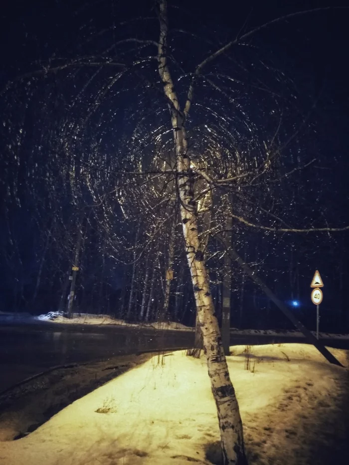 White birch tree under my window - My, Kazan, Weather, Rain, Birch, Spider, Winter