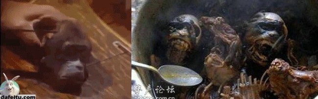 Китайская кухня: от пыток живых к могилам мертвых Китай, Кулинария, Вирус, Страшно, История, Медицина, Scientaevulgaris, Длиннопост, Жесть Китайская кухня: от пыток живых к могилам мертвых Китай, Кулинария, Вирус, Страшно, История, Медицина, Scientaevulgaris, Длиннопост, Жесть