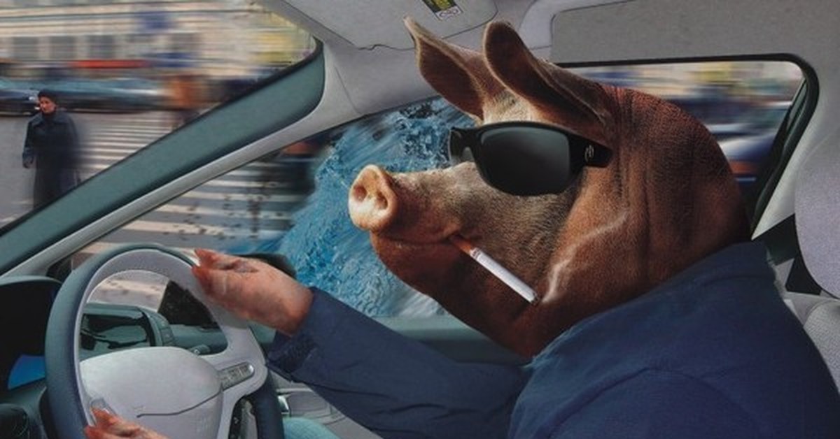 Едет на свинье. Поросенок в автомобиле что это. Кабан машина. Свинья едет в машине. Олень за рулем.