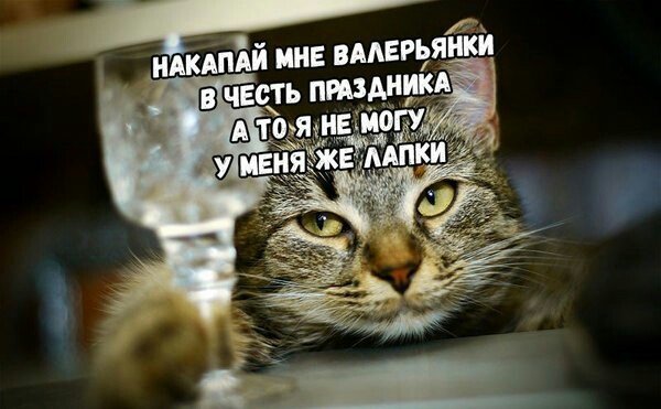 Веснааа...Всемирный день кошек! - Котомафия, Мартовские коты, Праздники, Кот