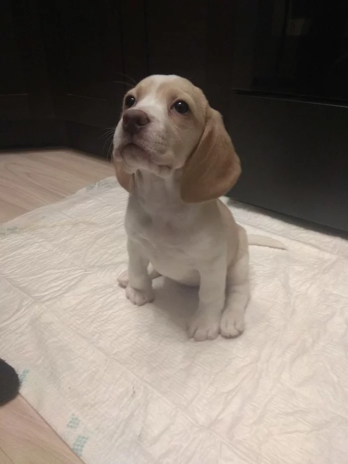 New, very important, family member - My, Beagle, Dog, Dog breeding