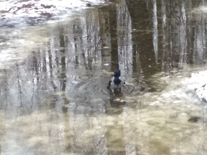 New species of waterfowl - My, Birds, Weather, Saint Petersburg, Spring