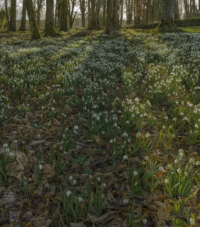 Spring is coming - My, Spring, Snowdrops flowers, Flowers, Forest, Lock, dawn, Morning, The photo