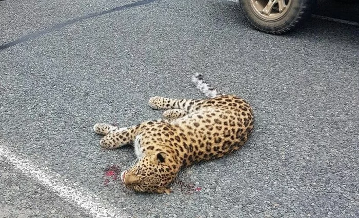 Elbrus: saving one leopard - My, Leopard, Longpost, Predator, Animals, Moscow Zoo, Video