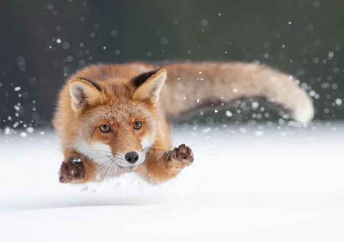 The hunter catches the prey! - Animals, Fox, Bounce, Snow, Nature, The photo