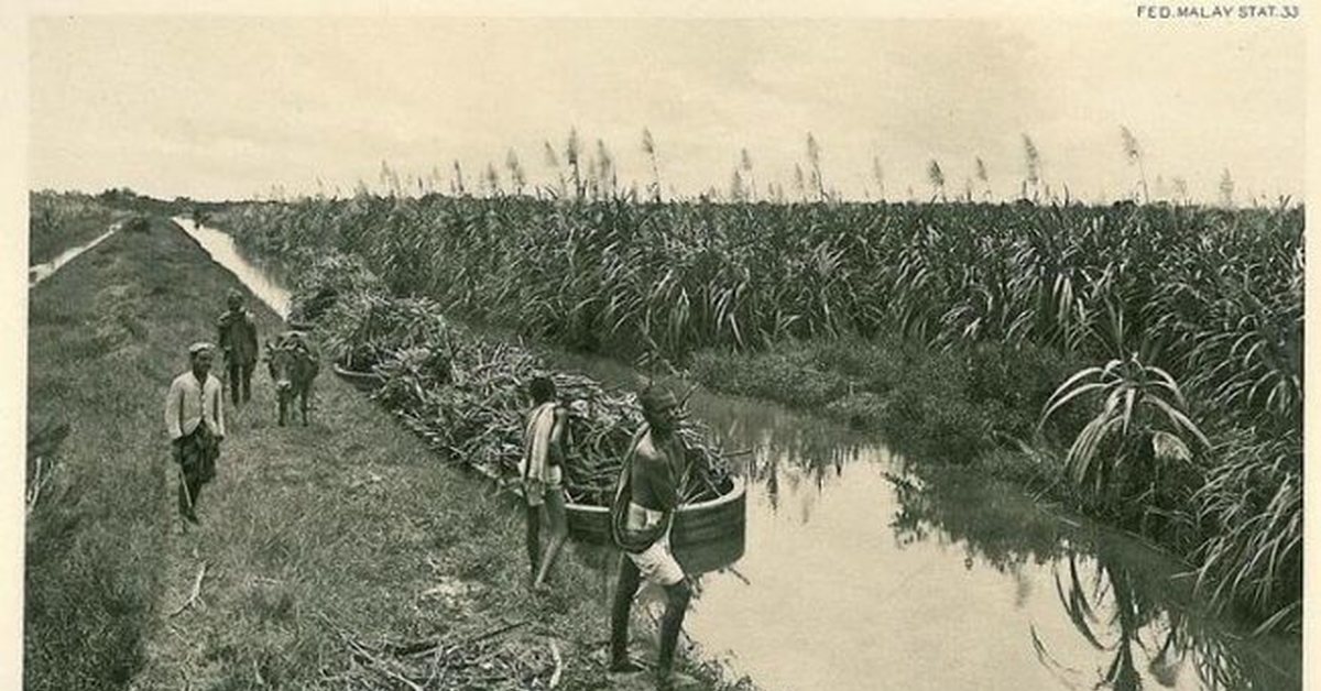 Sea of conquest сахарный тростник. Сахарный тростник в древней Индии. Чайные плантации в Индии 19 век. Куба сахарный тростник плантации. Плантации 18 века сахарного тростника.