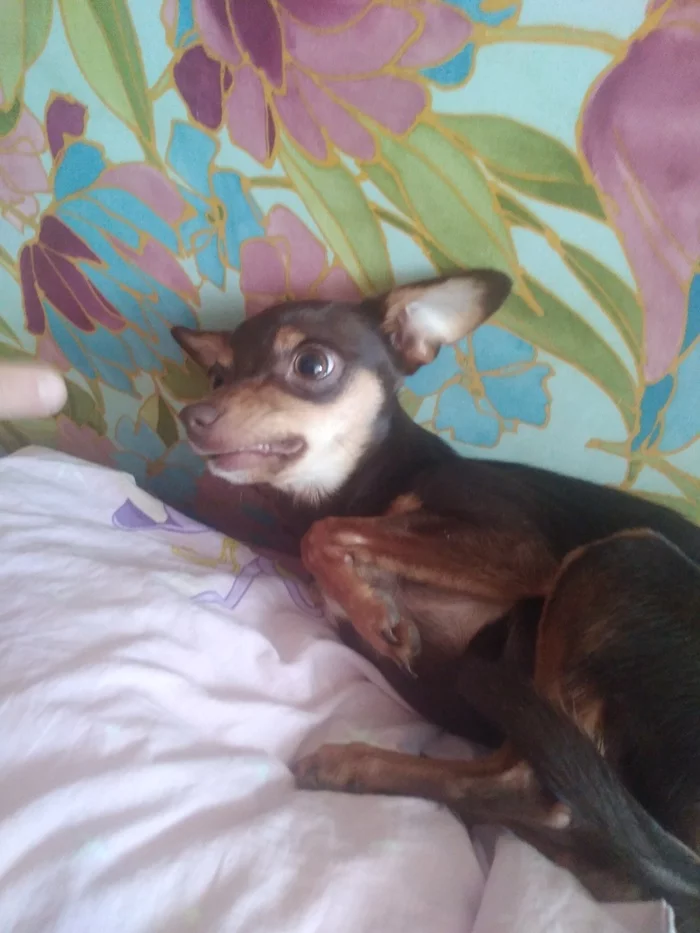 When backed into a corner... - My, Russian Toy Terrier, Aggression, Pets, Longpost, Dog