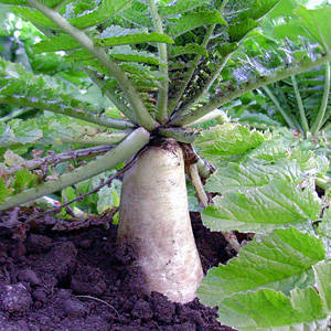 The Japanese relative of the radish is the daikon. - Radish, Daikon, Vegetables, Products, Longpost