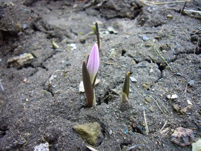 First flowers, 2020 season open - My, Spring, Primroses, No filters