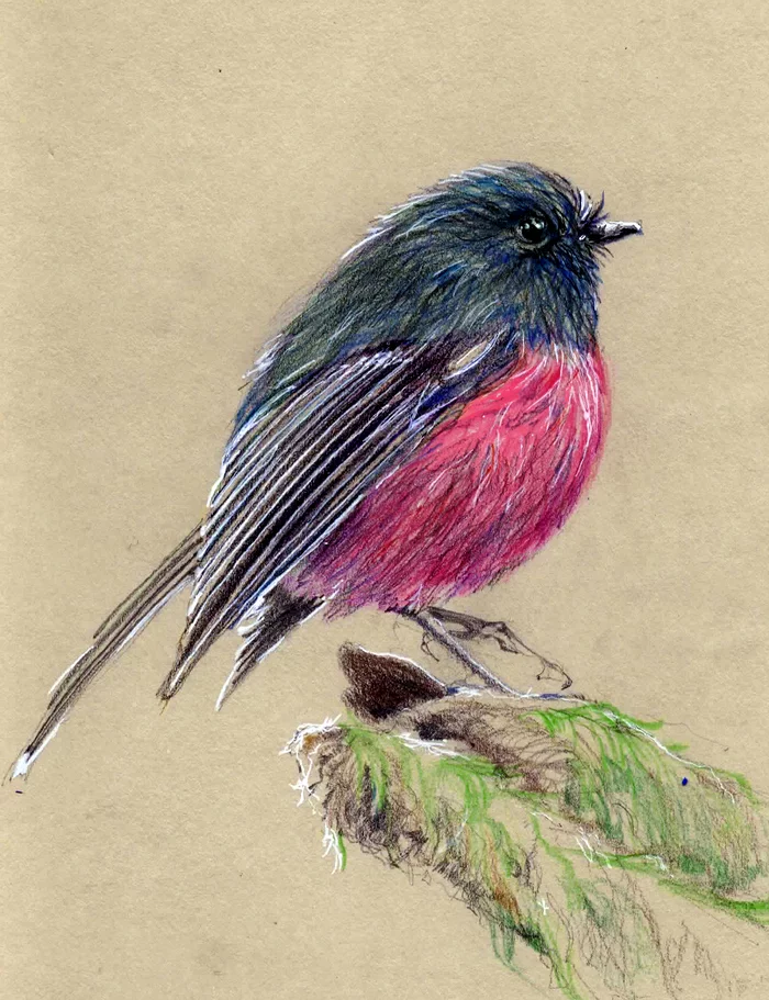 Pink Robin, Australia. ( Colour pencils) - My, Colour pencils, Drawing, Animalistics, Birds, Passeriformes, Crimson-breasted petroica