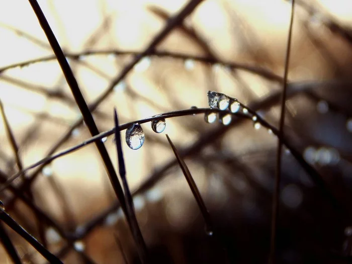 Spring shine - My, Dew, The photo, Nature, Spring