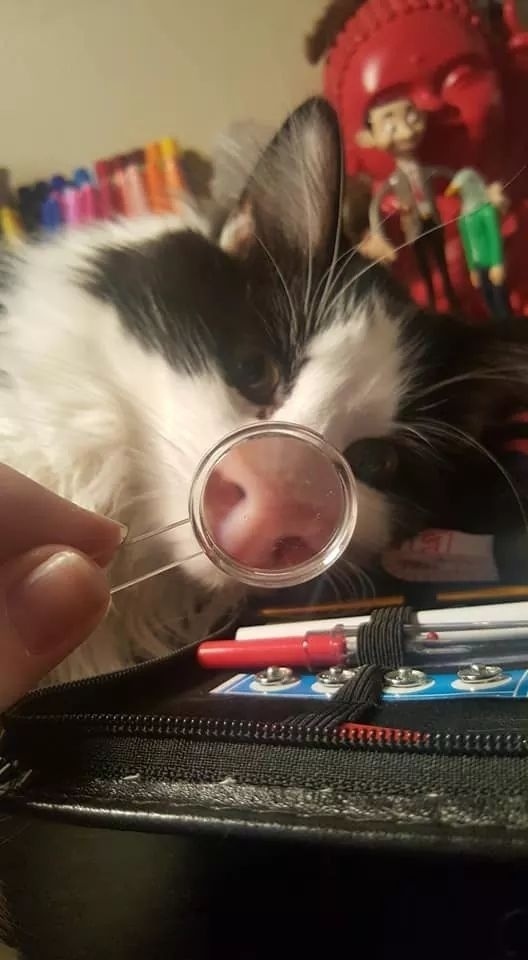 Piglet - cat, Nose, Longpost