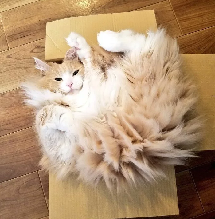 Fluffy cat - cat, Box, Redheads, Lies, Greetings, The photo, Parquet, House