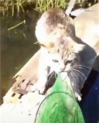 Кусь