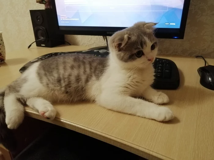 The most convenient place - My, Scottish lop-eared, cat, Keyboard