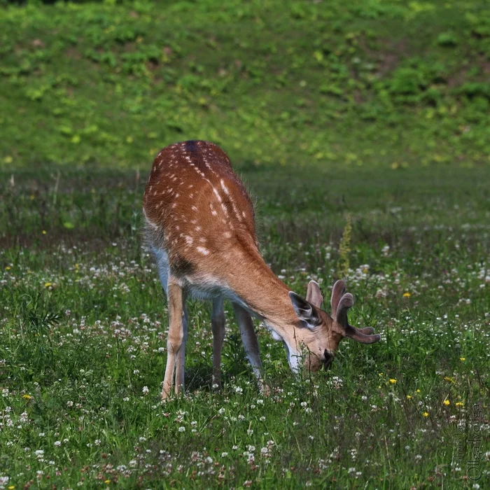 European fallow deer - My, Fallow deer, The photo, Animals