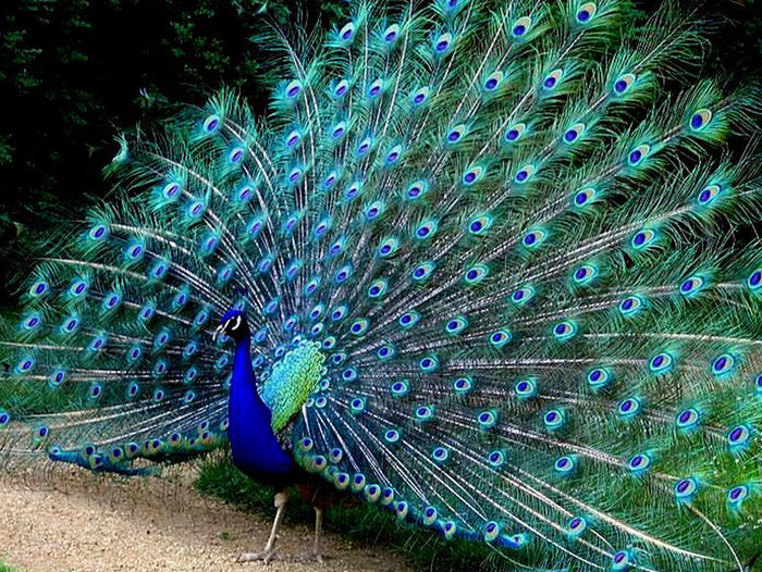 15837475621206988 для чего нужны щупальца