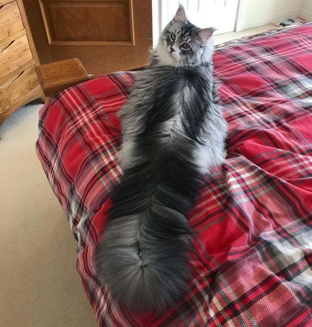 Fluffiness - cat, beauty, Fluffy, Tail